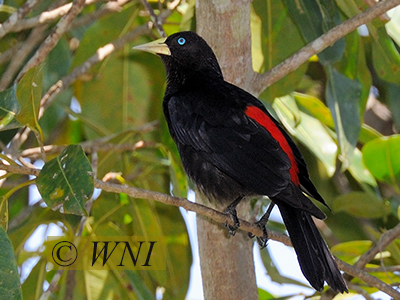 Red-rumped Cacique (Cacicus haemorrhous)